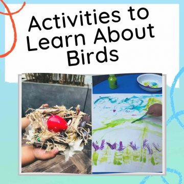 ks1 bird activities