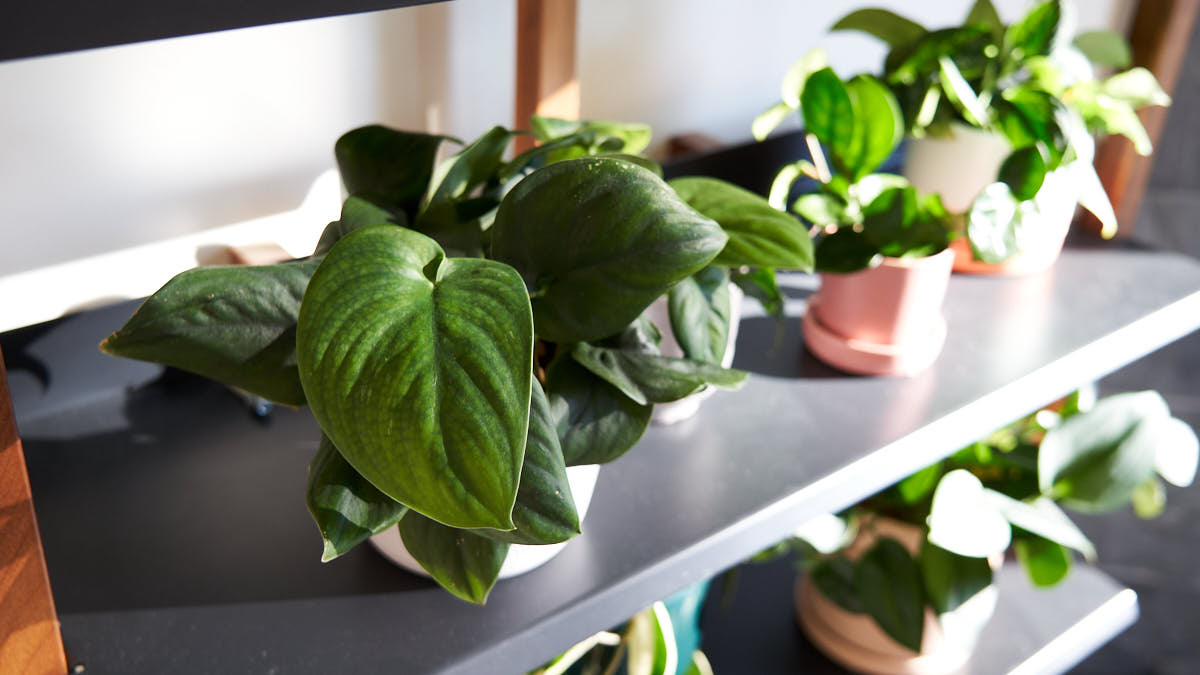 Scindapsus Jade Satin on plant shelf