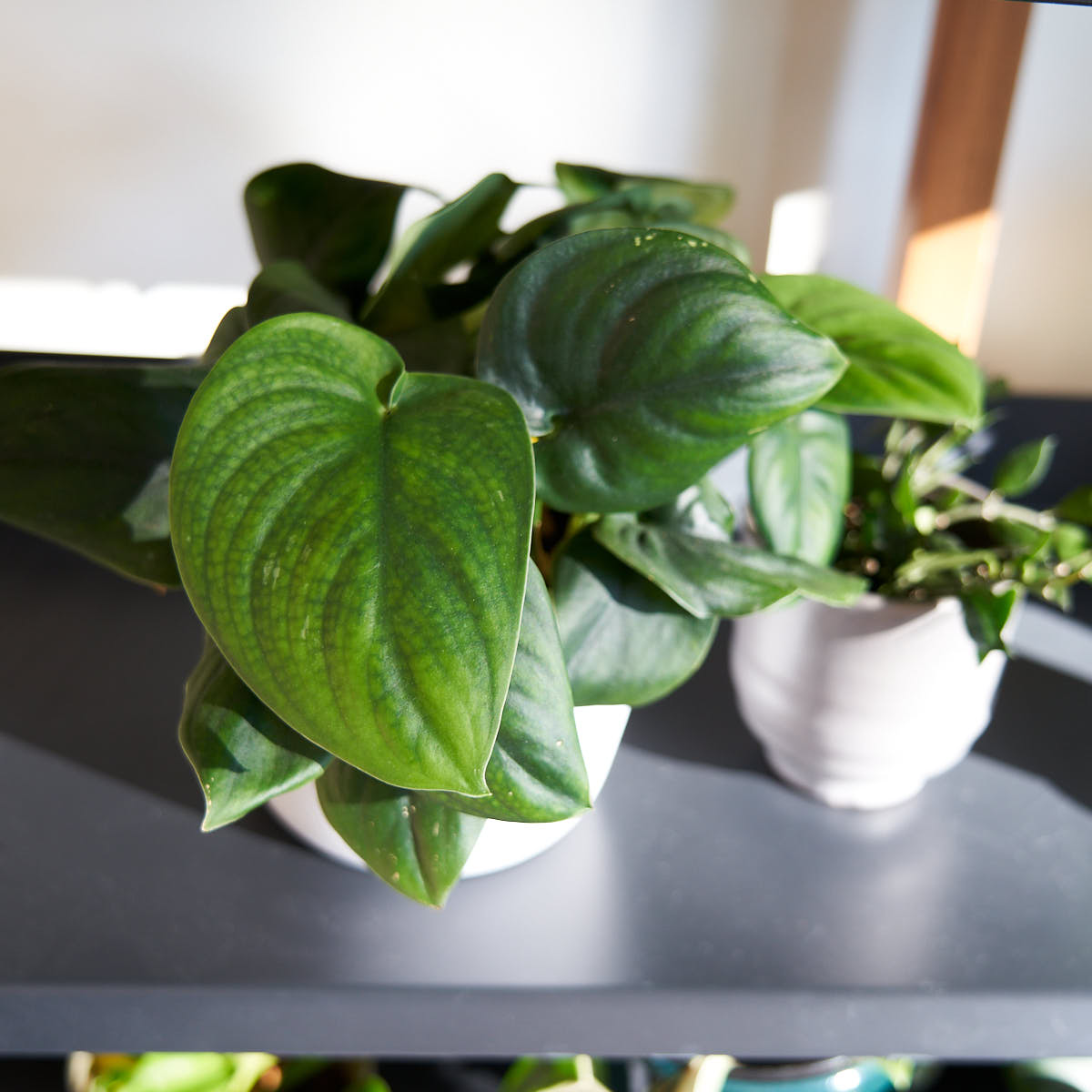 Scindapsus Jade Satin Houseplant on plant shelf home decor