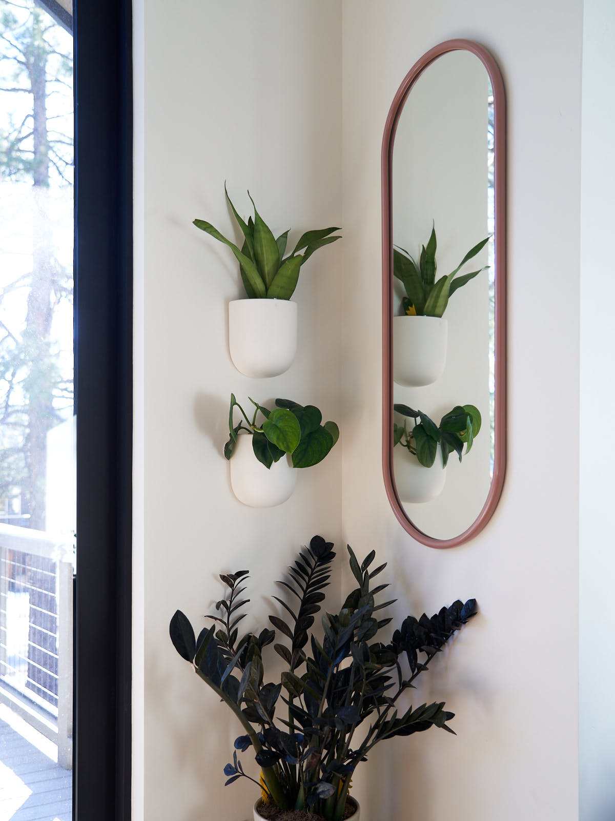 Scindapsus Jade Satin styled in a plant corner with Sansevieria Moonshine and Raven ZZ
