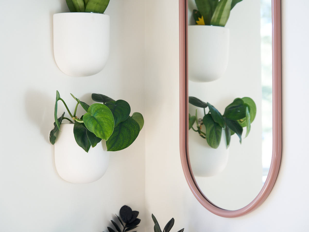 Scindapsus Jade Satin in wall planter for interior decor