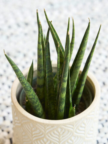 Sansevieria fernwood mikado care guide