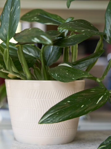 monstera standleyana albo