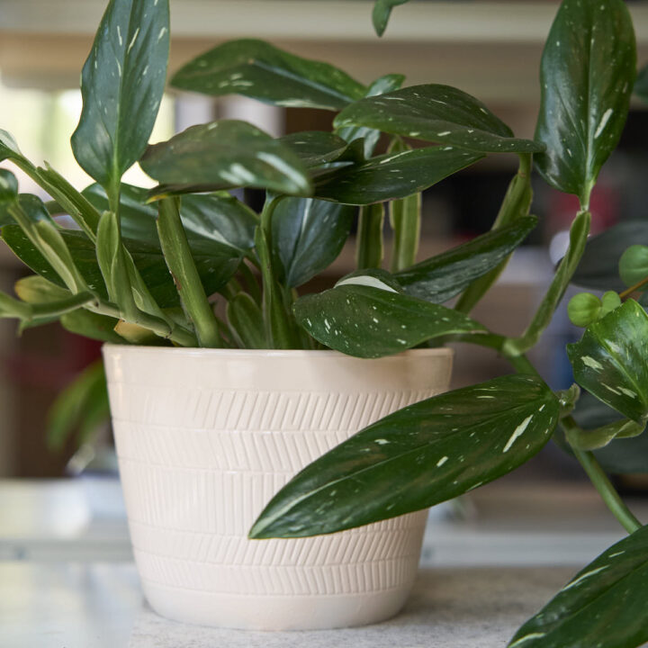 monstera standleyana albo