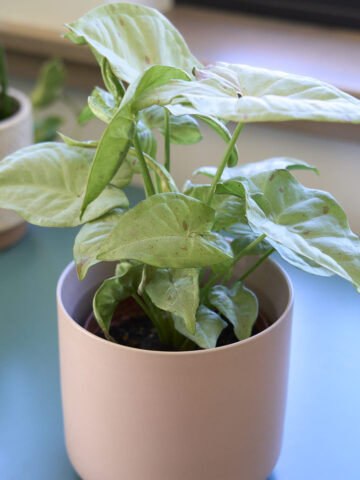 milk confetti syngonium in pink pot