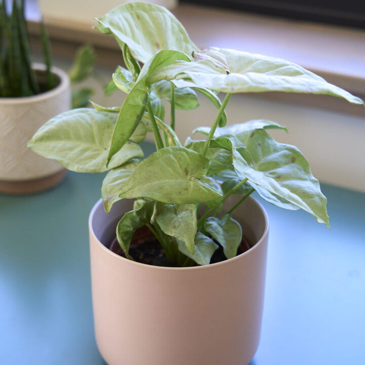 milk confetti syngonium in pink pot
